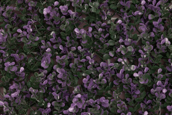 Purple Buxus - Image 2