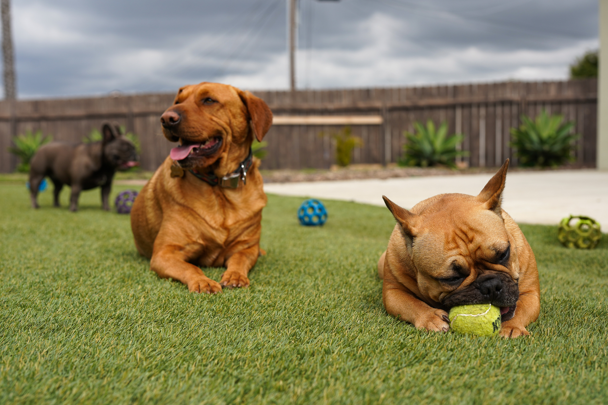 How Pet Turf Holds Up During the Bay Area Spring: Mud, Rain, and Mess Solved with Synthetic Grass